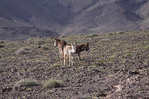 Fuerteventura_2011_34.jpg