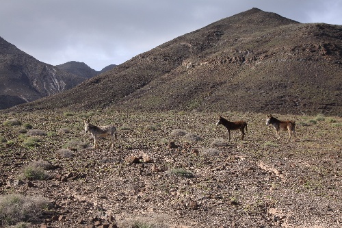 Fuerteventura_2011_35.jpg