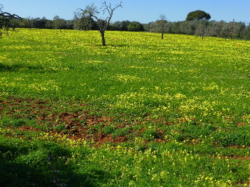 Mallorca_2014_04.jpg Mallorca_2014_04.jpg