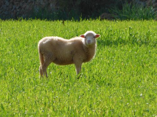 Mallorca_2014_12.jpg Mallorca_2014_12.jpg