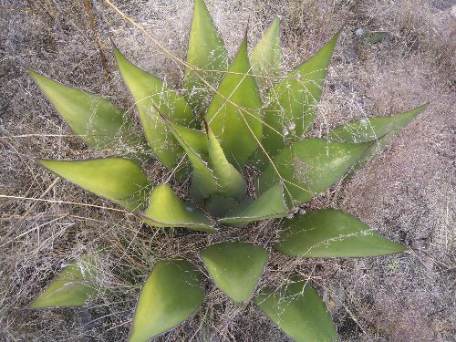 Mexiko_2014_107.jpg Mexiko_2014_107.jpg