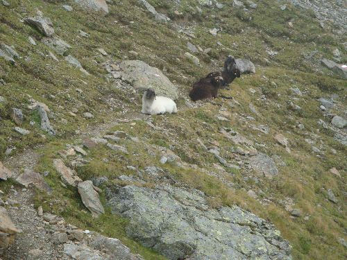 Schobergruppe_2014_28.jpg Schobergruppe_2014_28.jpg