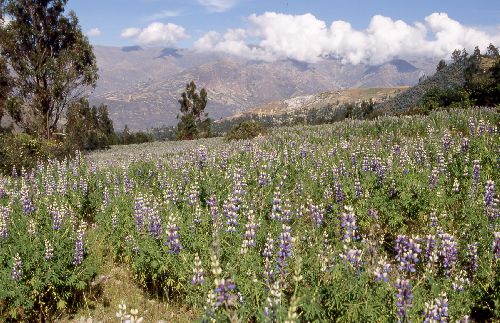 Suedamerika-Peru_1999_08.jpg