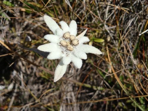 Venedigergruppe_2014_22.jpg Venedigergruppe_2014_22.jpg