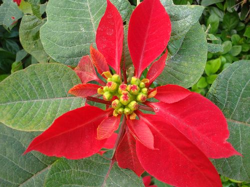 Weihnachten_2014_01.jpg Weihnachten_2014_01.jpg